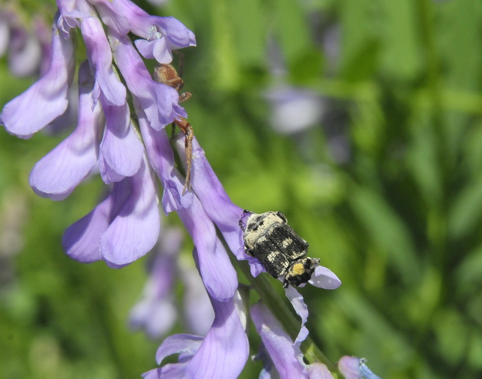 Valgus hemiptetus - Che insetto � quello cacciato dal ragno?